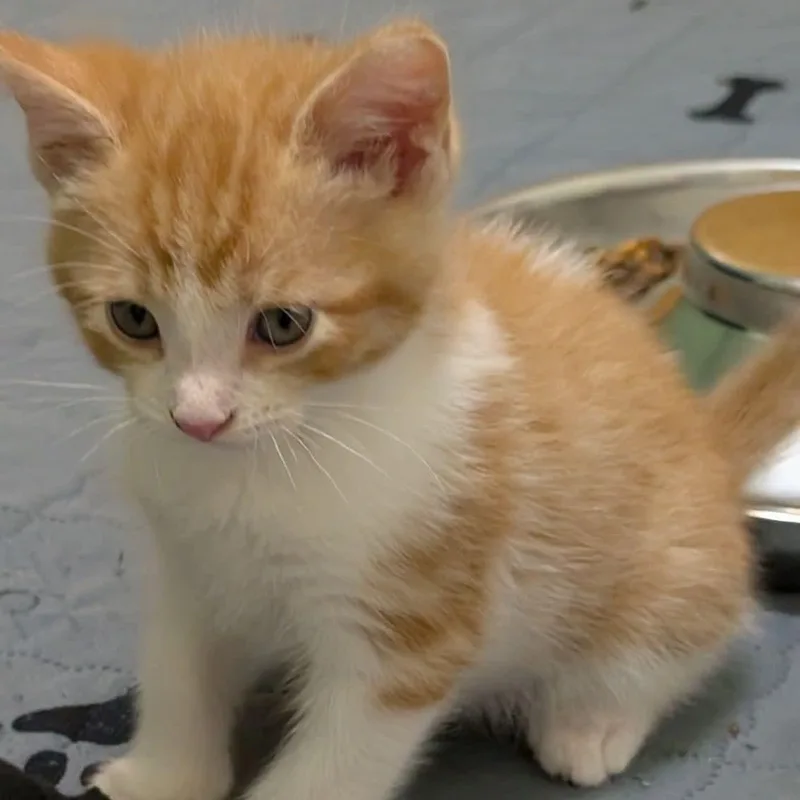 Percy thumbnail 3