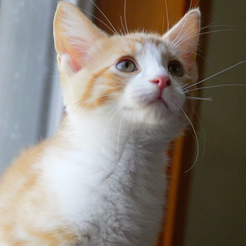 Percy thumbnail 4