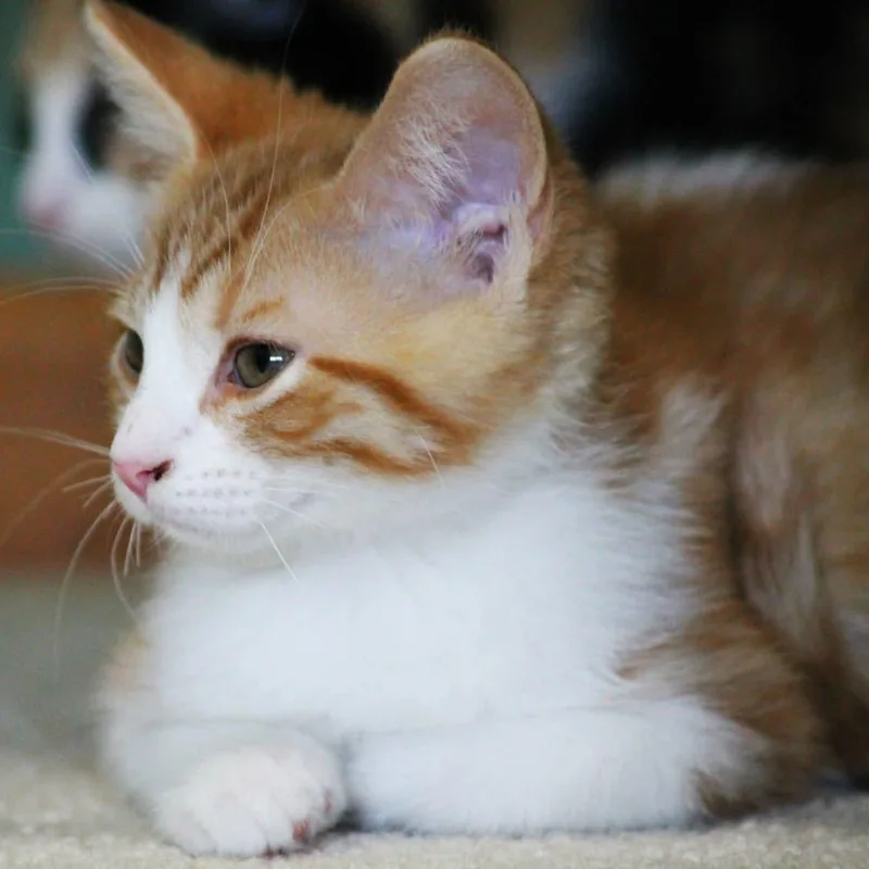 Percy thumbnail 5