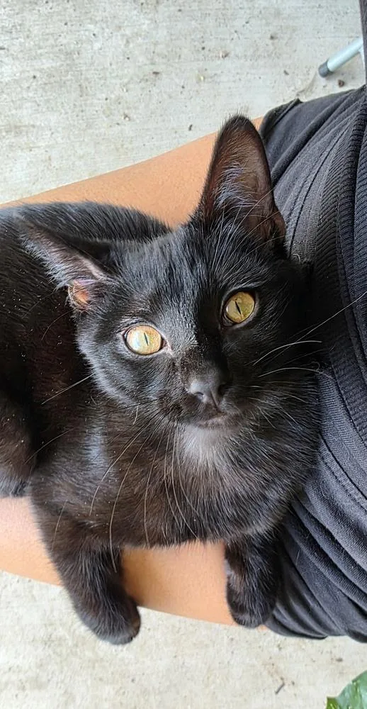 Choco Nano thumbnail 2