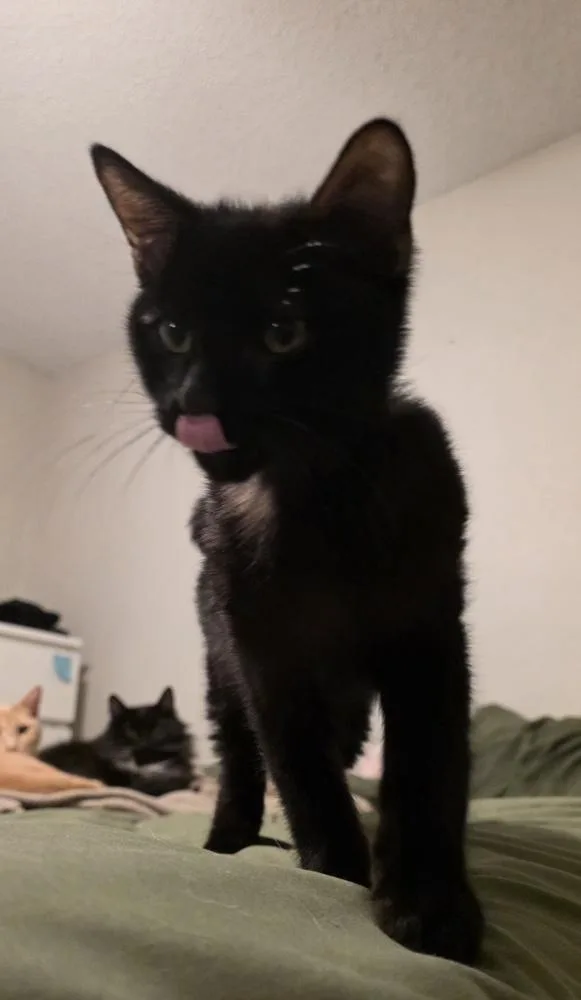 Choco Nano thumbnail 3