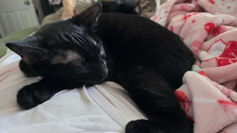 Choco Nano thumbnail 4