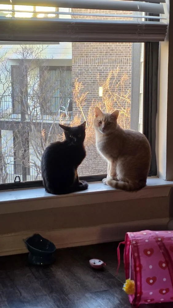 Choco Nano thumbnail 5