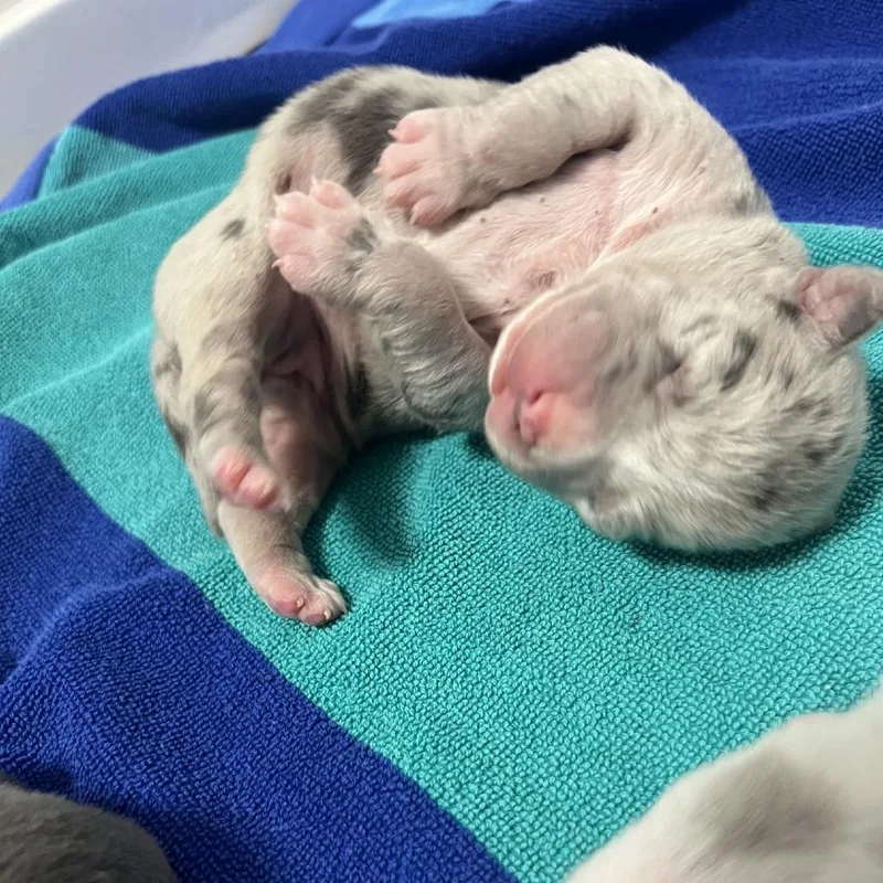 A baby small-sized female Gray / Blue / Silver Mixed Breed dog named Nancy for adoption in Hampton Bays, NY