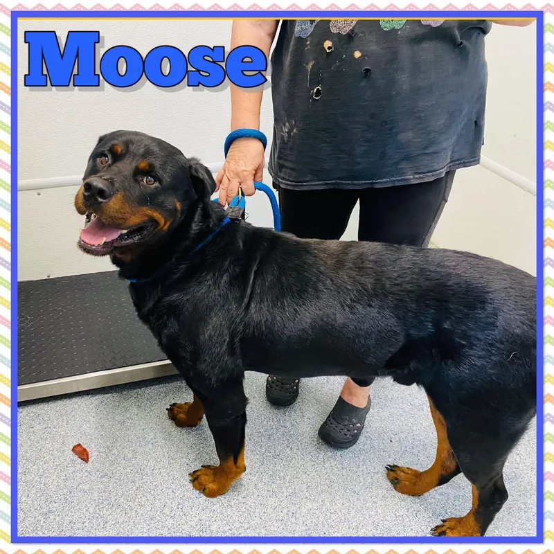 An adult extra large-sized male Rottweiler dog named Moose for adoption in Bolivar, TN