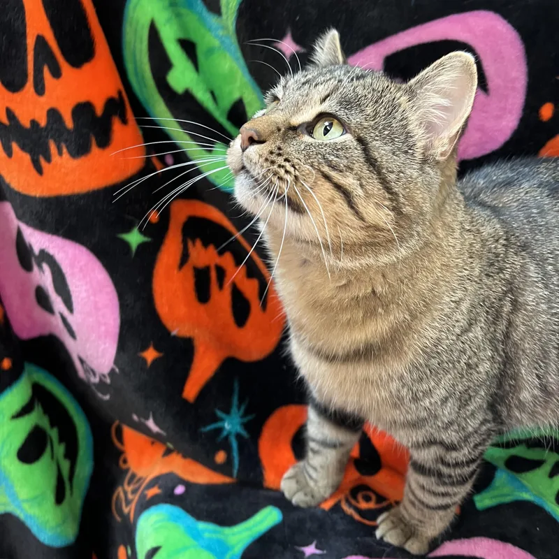 A young medium-sized male Tabby (Brown / Chocolate) Domestic Short Hair cat named Harvest for adoption in Fairmont, MN