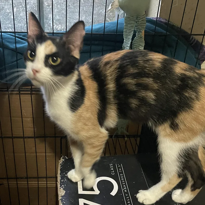 A baby small-sized female Calico Domestic Short Hair cat named Tilly for adoption in Liverpool, TX