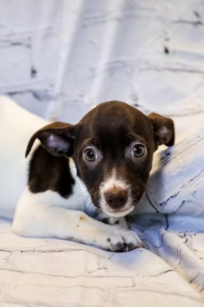 A baby small-sized female Dachshund dog named Toffee for adoption in Dothan, AL