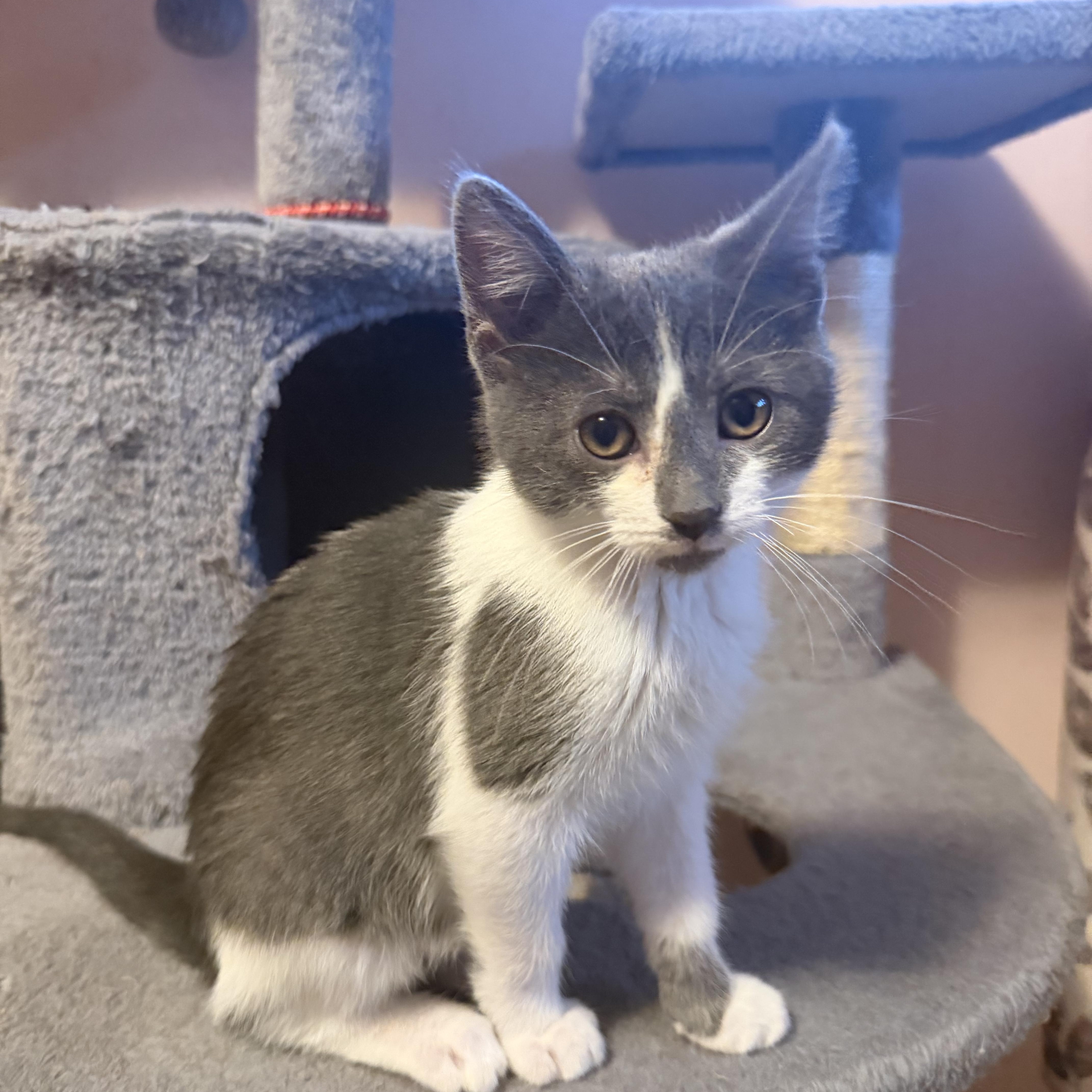 A baby medium-sized female Gray & White Domestic Short Hair cat named Monk for adoption in East Lansing, MI