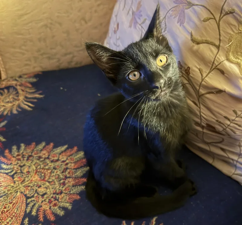A baby medium-sized male Black Domestic Short Hair cat named Tequila and Large Marge for adoption in Mayfield, NY