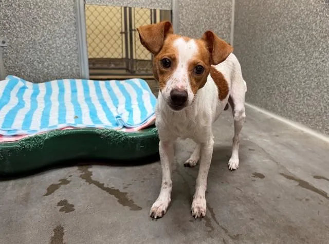An adult small-sized male Chihuahua dog named Big Boy for adoption in Santa Rosa, CA