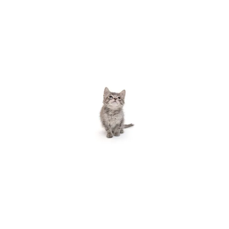 A baby small-sized male Gray / Blue / Silver Domestic Short Hair cat named Bobby for adoption in Playa Vista, CA