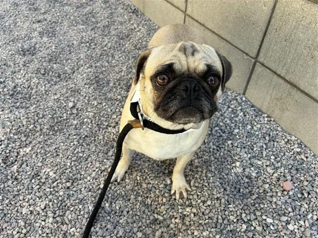A young small-sized female Pug dog named Trixica for adoption in Mesa, AZ