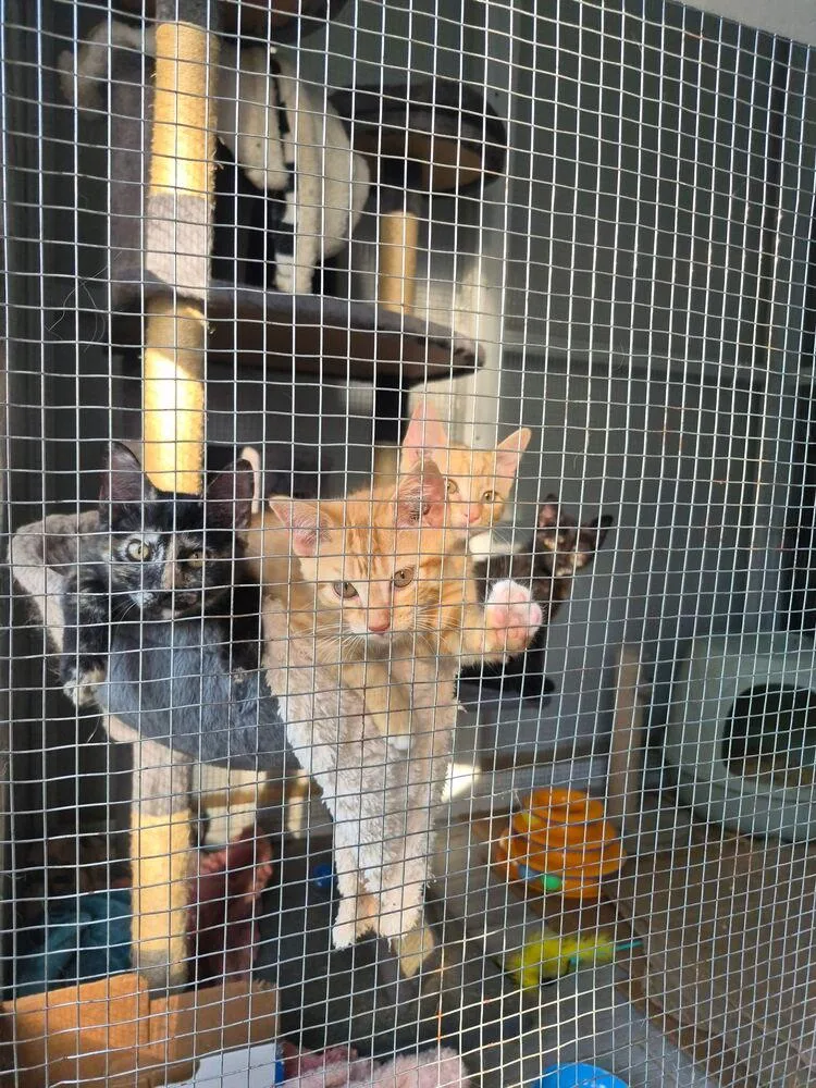 A baby medium-sized female Domestic Short Hair cat named Latte for adoption in Salisbury, NC