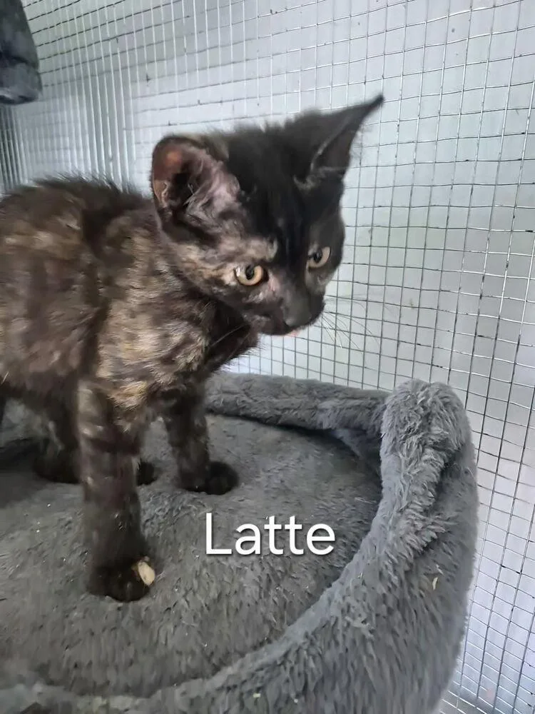Latte thumbnail 2