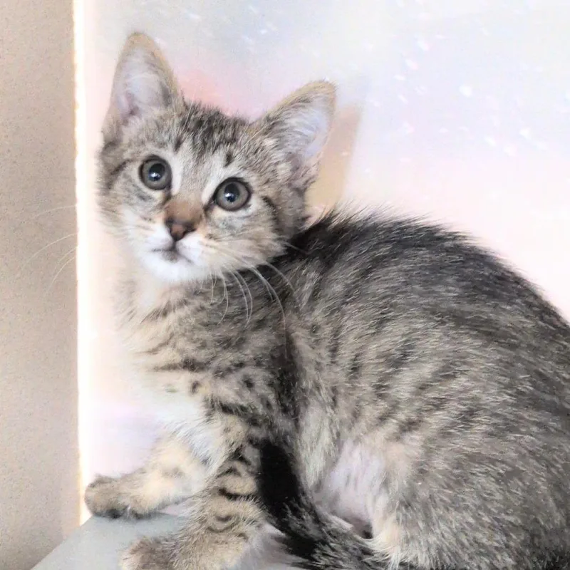 A baby small-sized female Brown / Chocolate Domestic Short Hair cat named Diane for adoption in Reno, NV