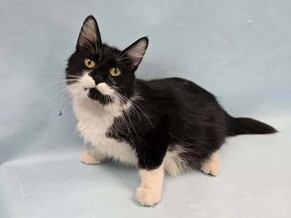 An adult small-sized female Domestic Medium Hair cat named Mercedes for adoption in Coon Rapids, MN
