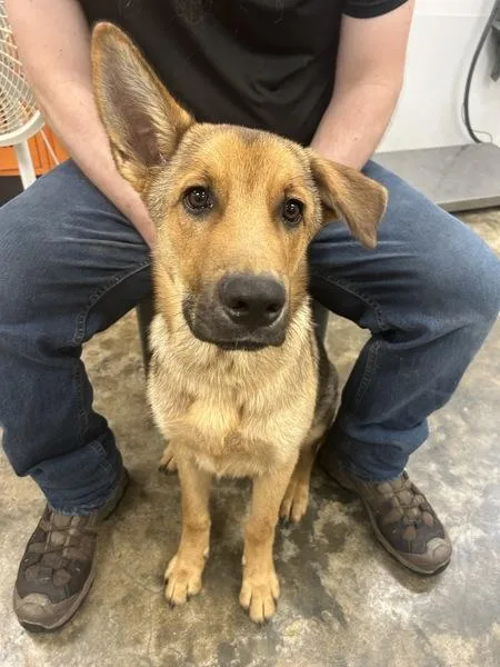 A young large-sized male German Shepherd Dog dog named Harley for adoption in Osage Beach, MO
