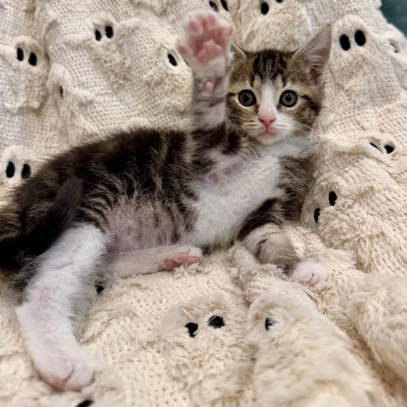 A baby small-sized female Brown / Chocolate Domestic Short Hair cat named Poppy for adoption in Evansville, IN