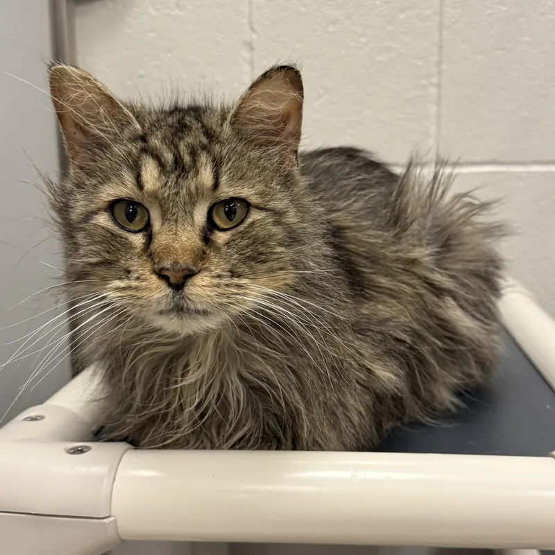 An adult medium-sized male Domestic Medium Hair cat named Marv for adoption in Kearney, NE
