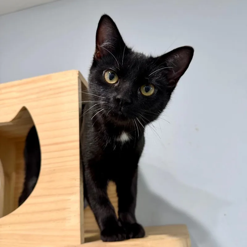 A young medium-sized female Black Domestic Short Hair cat named Ann for adoption in Fairmont, WV