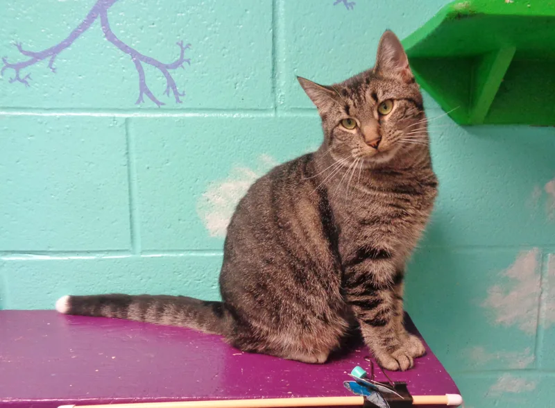 Sock Monkey thumbnail 2