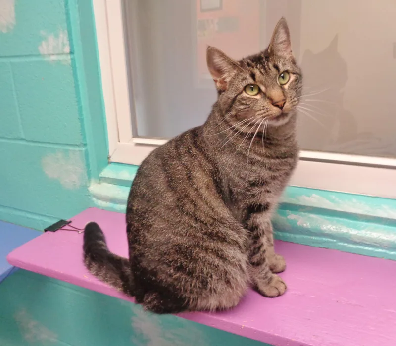 Sock Monkey thumbnail 4