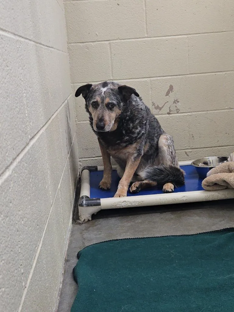 A senior large-sized male Australian Cattle Dog / Blue Heeler dog named Bob for adoption in St. Helens, OR