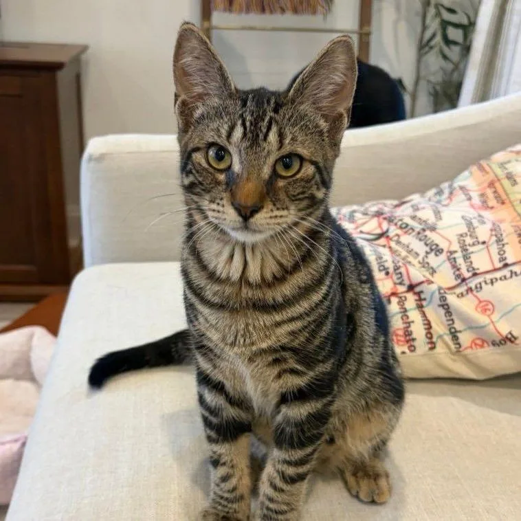 A young small-sized male Brown / Chocolate Domestic Short Hair cat named BooBoo for adoption in Concord, NH