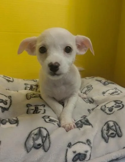 A baby small-sized female Terrier dog named Strawberry for adoption in Houston, TX