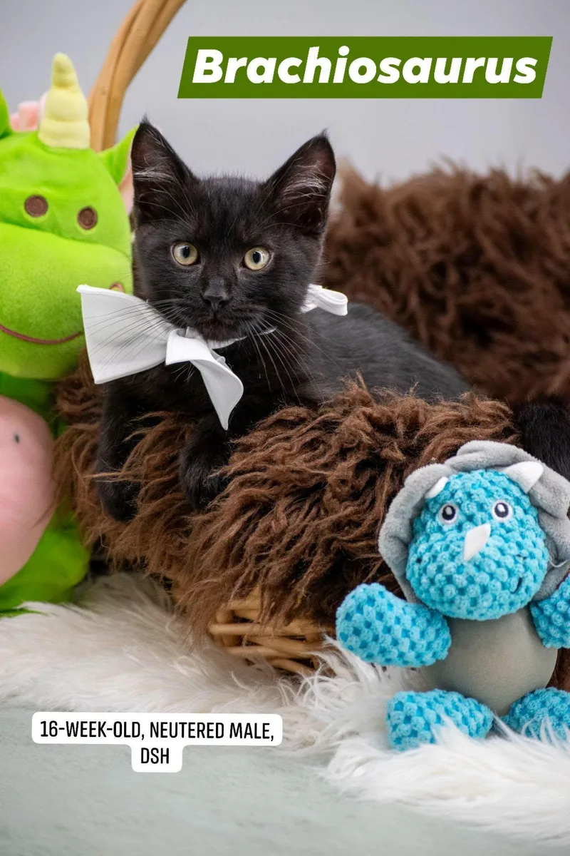 A baby small-sized male Black Domestic Medium Hair cat named Brachiosaurus for adoption in Sevierville, TN