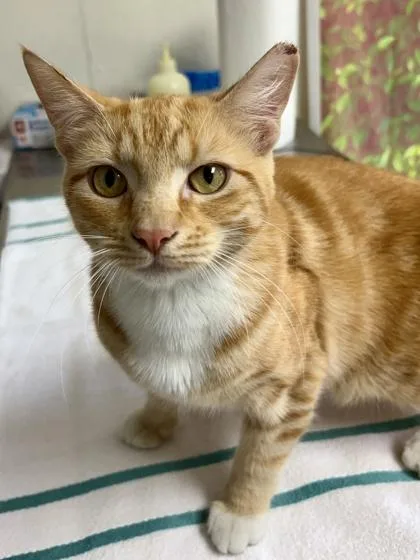 An adult medium-sized male Domestic Short Hair cat named Jericko for adoption in San Antonio, TX
