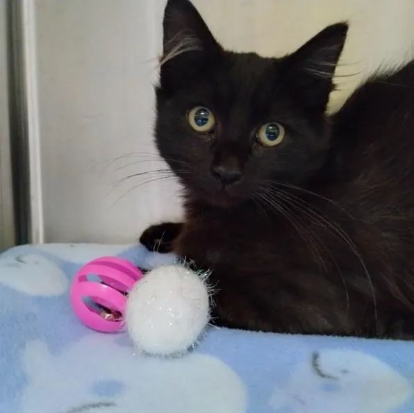 A baby small-sized male Domestic Short Hair cat named Puzzle for adoption in Alameda, CA