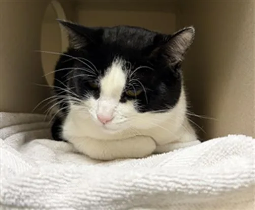 An adult small-sized male Domestic Short Hair cat named Biscuits for adoption in Denver, CO