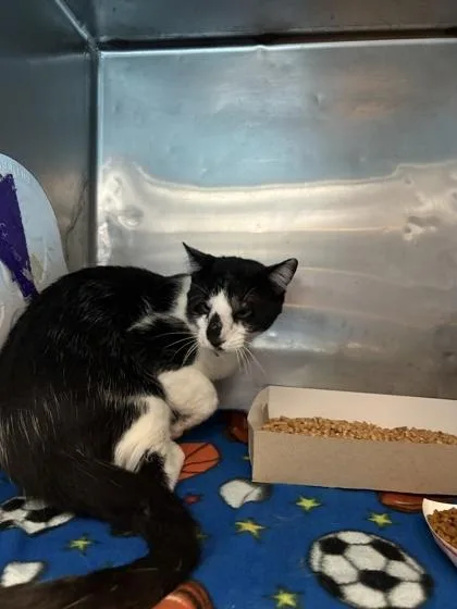 An adult small-sized male Black Domestic Short Hair cat named Ichabod Crane for adoption in El Paso, TX
