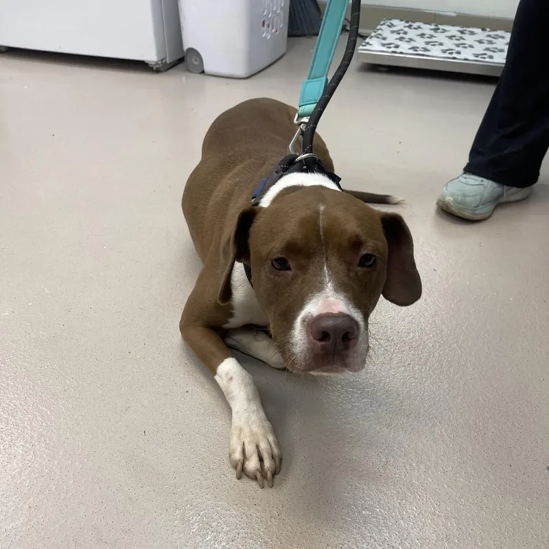 An adult medium-sized male Brown / Chocolate Mixed Breed dog named Skippy for adoption in Newark, NJ