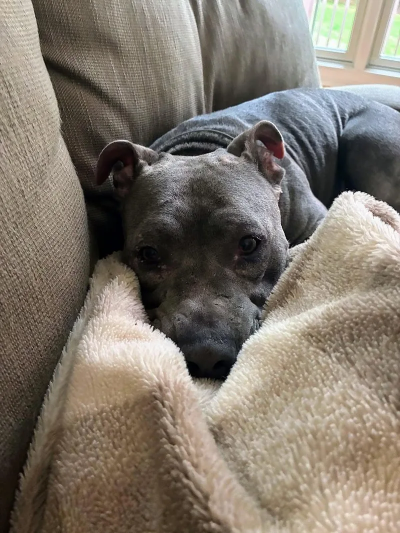 A young medium-sized female Shar-Pei dog named Luna Rae for adoption in Cranston, RI