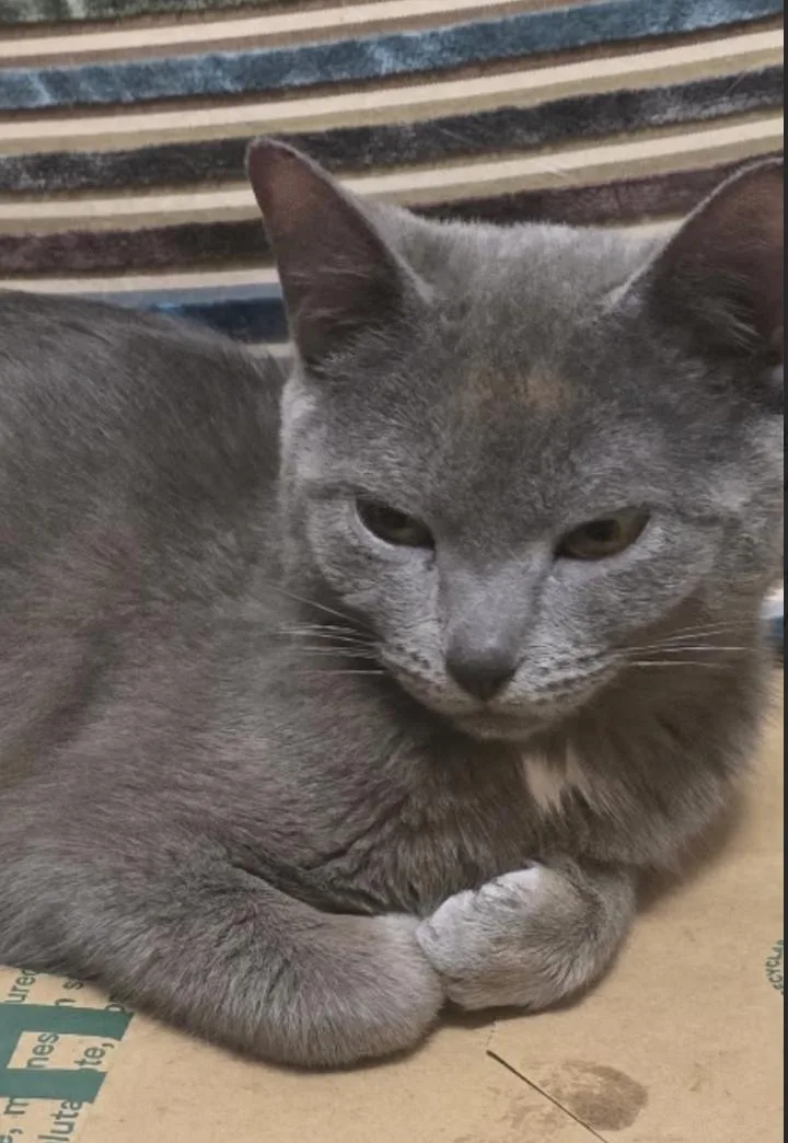 A baby medium-sized female Gray / Blue / Silver Russian Blue cat named Opal for adoption in New York, NY
