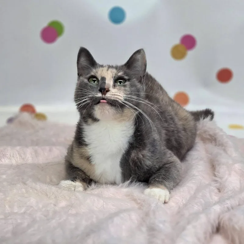 An adult medium-sized female Gray / Blue / Silver Domestic Short Hair cat named Pretty Princessc for adoption in East Saint Louis, IL