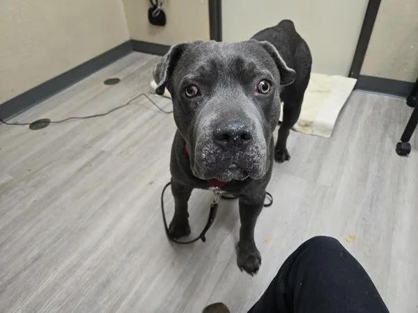 A young extra large-sized male Cane Corso dog named Moose for adoption in Oceanside, CA