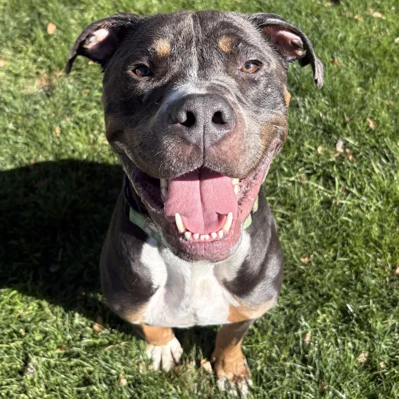 An adult large-sized male Black Mixed Breed dog named Mufasa for adoption in Medford, OR