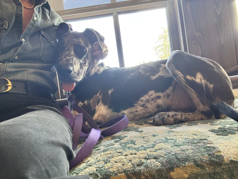 A baby extra large-sized male Great Dane dog named Neo for adoption in Long Beach, CA