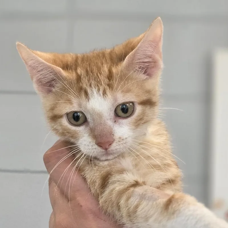 A baby small-sized female Orange / Red Domestic Short Hair cat named Dewdrop for adoption in Huntsville, AL