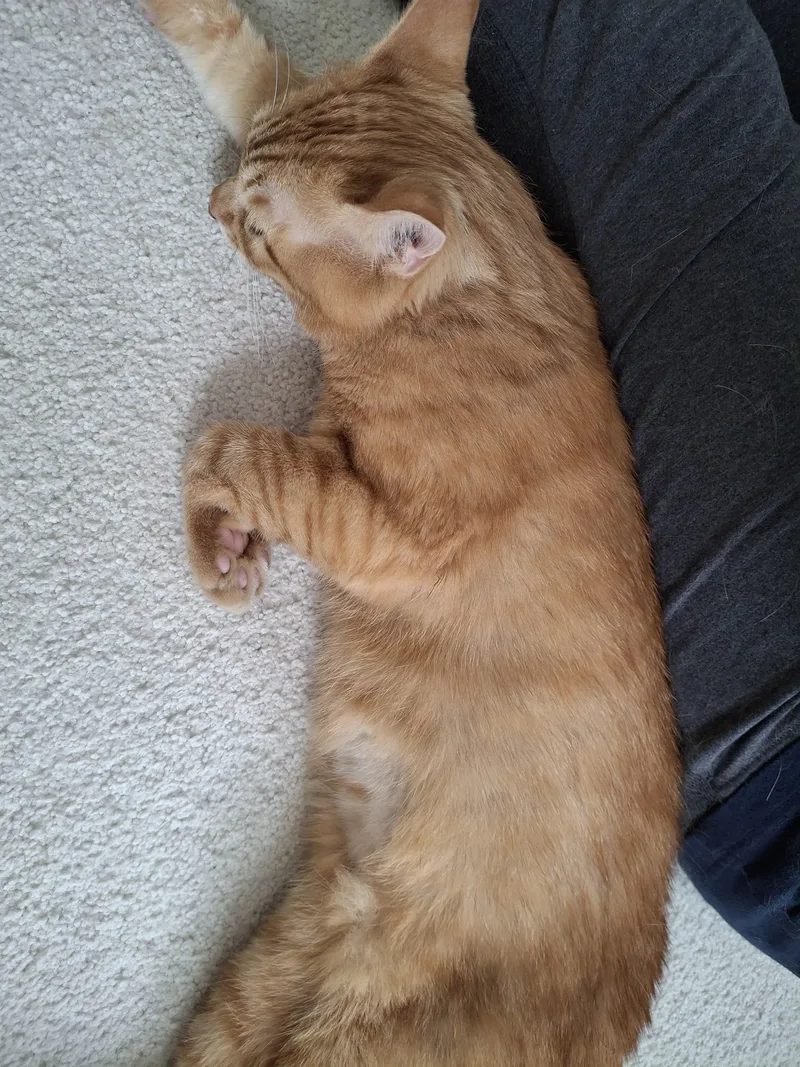An adult medium-sized male Tabby (Orange / Red) Tabby cat named Clifford for adoption in Columbus, OH