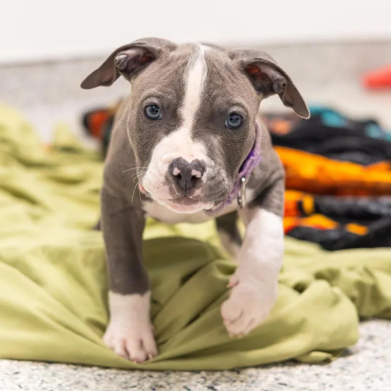 A baby small-sized male Gray / Blue / Silver Pit Bull Terrier dog named Beaux for adoption in Wilmington, DE