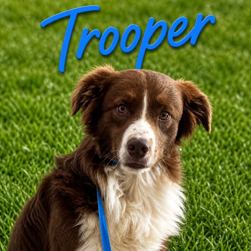 An adult medium-sized male Brown / Chocolate Border Collie dog named Trooper for adoption in Hohenwald, TN
