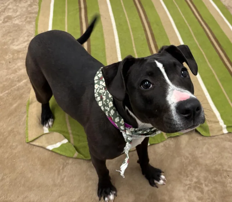 A young medium-sized female Mixed Breed dog named Faucie for adoption in Detroit, MI