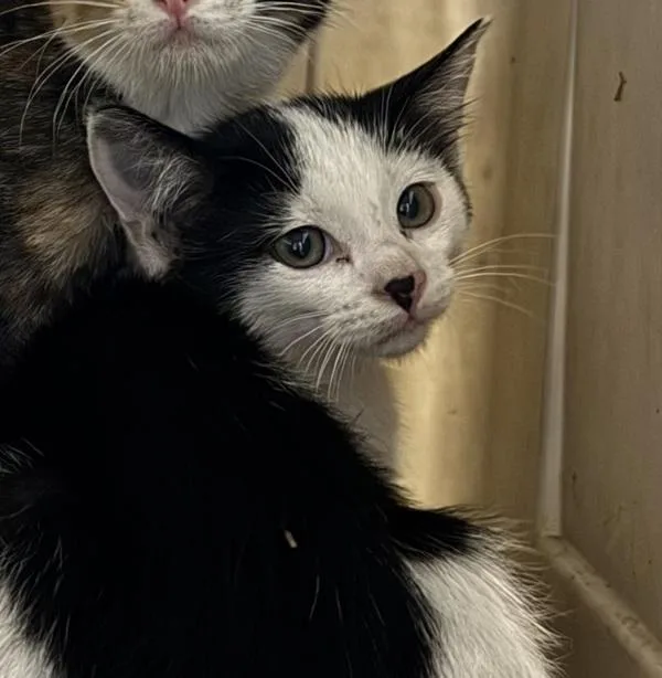 A baby small-sized female Domestic Short Hair cat named Moo Moo for adoption in Des Moines, IA