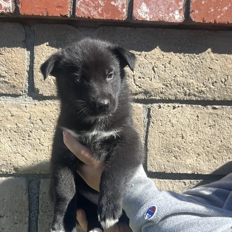 A baby large-sized male Labrador Retriever dog named Emmett for adoption in Pasadena, CA