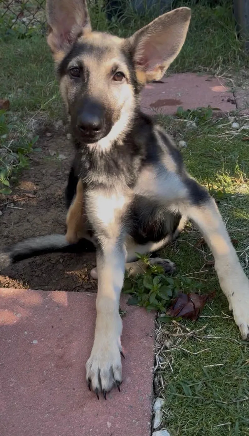 A baby medium-sized female German Shepherd Dog dog named Bonnet for adoption in Lake Wylie, SC